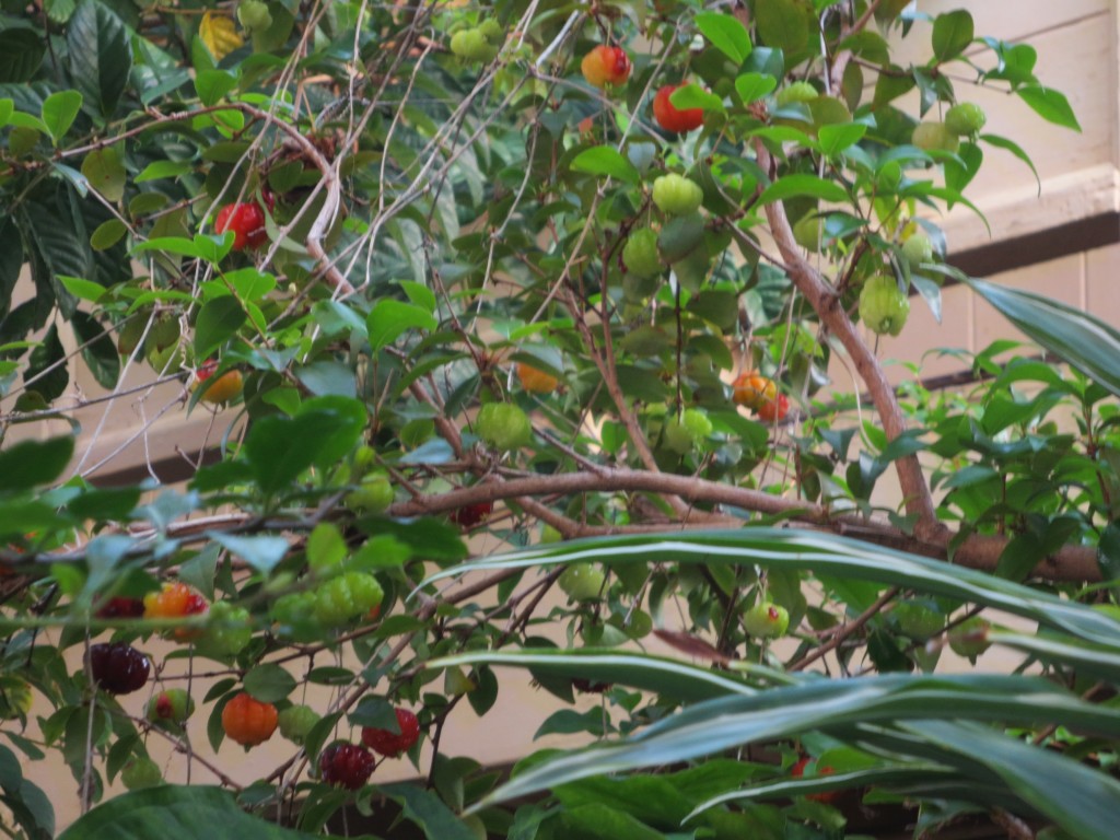 Surinam Cherries plus 001